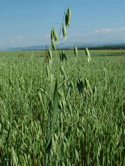 Oat field with seed heads