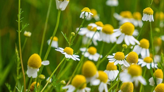 Chamomile flowers in field
