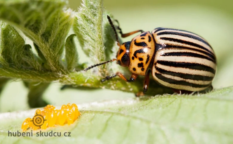Colorado potato beetle on plant with eggs