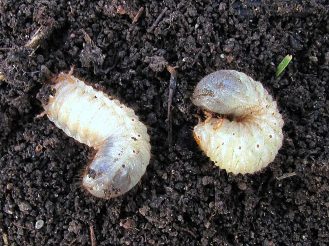 Japanese beetle larvae in soil