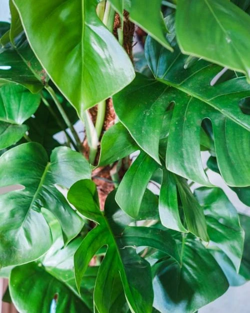 Zelená pokojová rostlina monstera s charakteristicky rozkrojenými listy.
