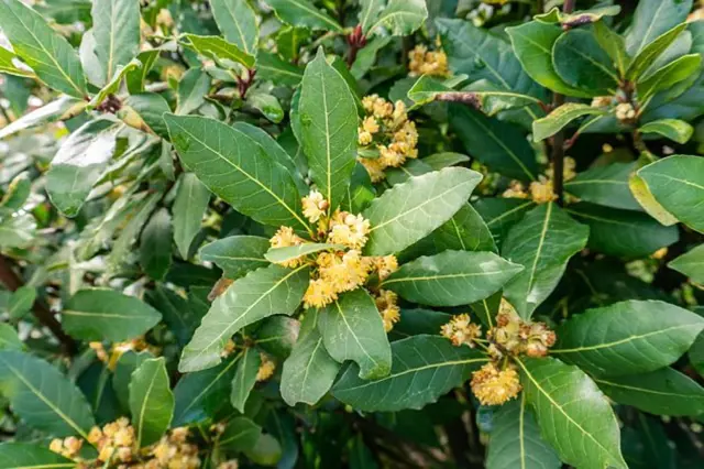 Bay laurel plant with flowers
