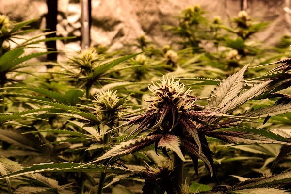 Mature marihuana rostliny s kvetoucími hlavičkami v interiéru.