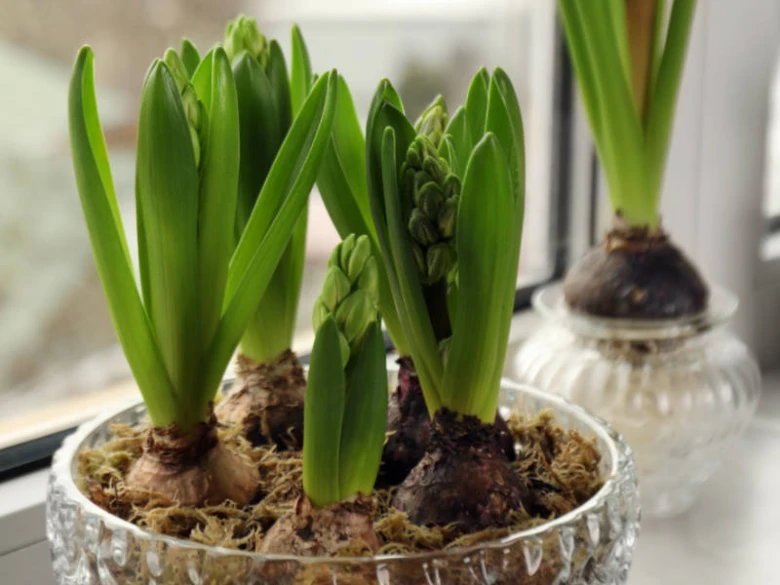Hyacinty v květináči s cibulkami rostoucími ve sfagni na okenním parapetu.