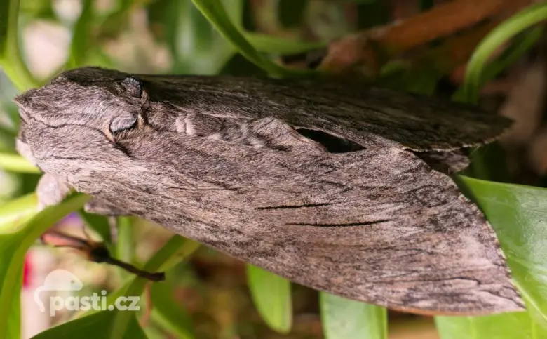 Velký hnědý motyl drvopleň na zeleném listu rostliny.