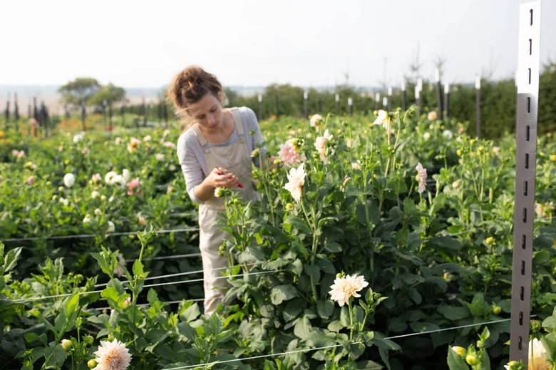 Žena pěstuje jiřiny v zahradě, péče o kvetoucí rostliny.