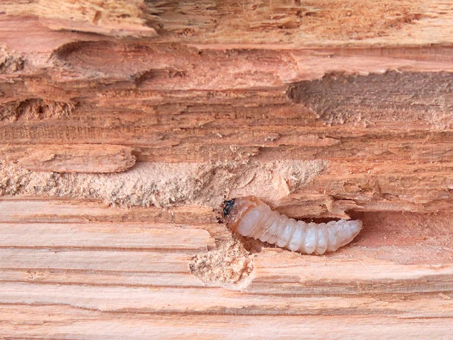 Larva tesaříka krovového v tunelu ve dřevě.