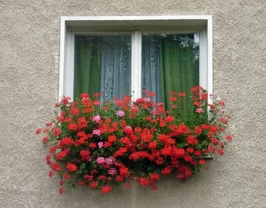 Muškáty v truhlíku na okně s červenými květy.