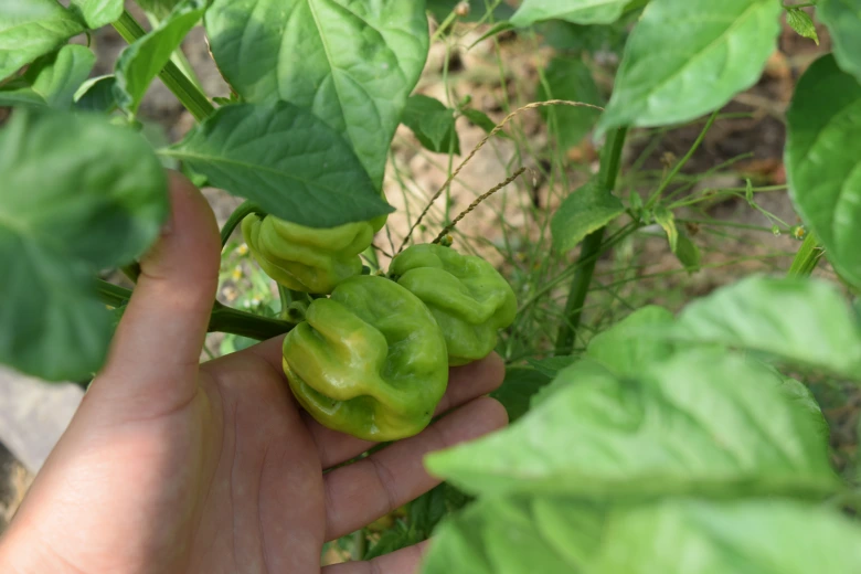 Ruka drží zelené papričky habanero rostoucí na keři.
