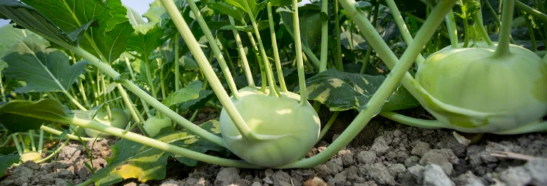 Growing kohlrabi plants