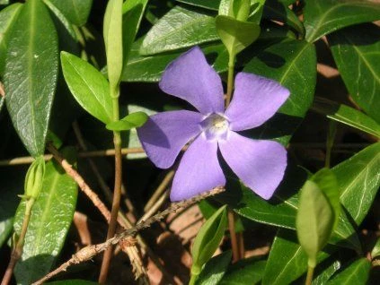 Fialová květina periwinkle mezi zelenými listy na slunci.