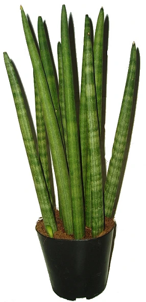 Snake plant in pot