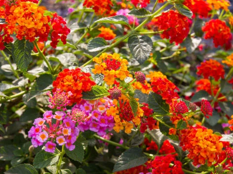 Lantana camara flowers