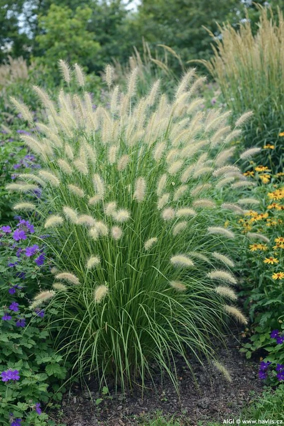 Pennisetum alopecuroides s ozdobnými květy v zahradním prostředí
