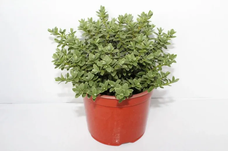 Hebe shrub in pot