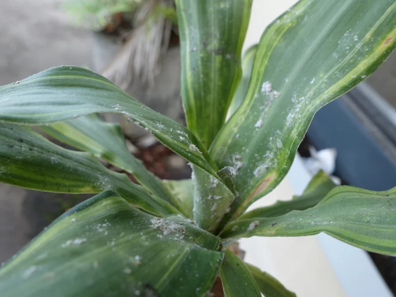 Dracena s bílým plísním na listech v interiéru