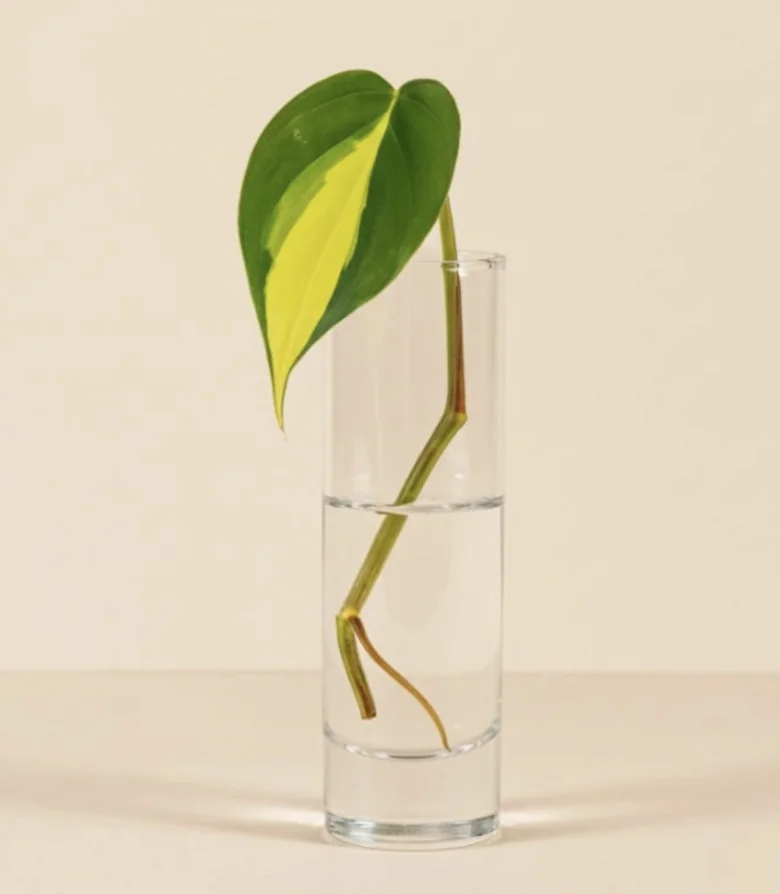 Řez Philodendron s kořeny v sklenici vody pro pěstování.