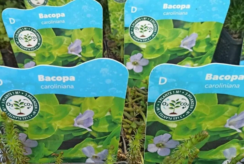 Rostlina Bacopa caroliniana v květináčích s fialovými květy