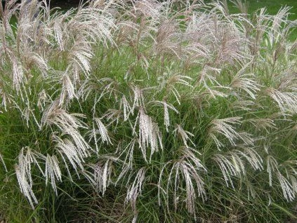 Ozdobnice čínská Miscanthus s bílými květy a zelenou listovinou.