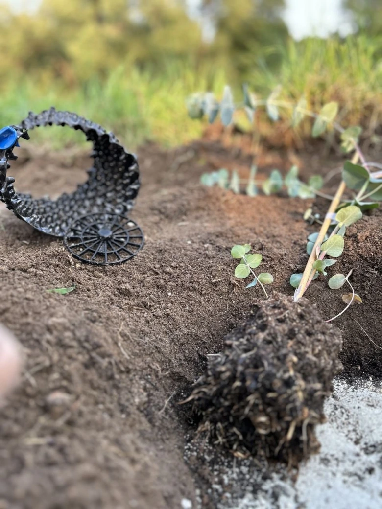 Eucalyptus seedling in soil with irrigation device