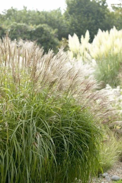 Ozdobnice čínská miscanthus s květy v zahradním prostředí.