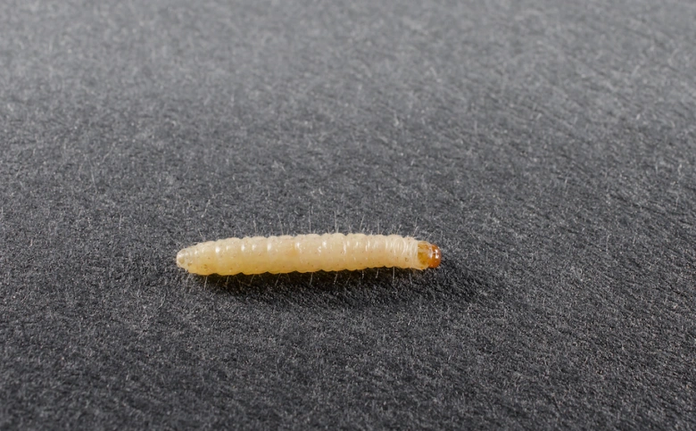 Bílá larva potravinového škůdce na tmavém povrchu.