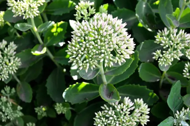 Sedum flower cluster