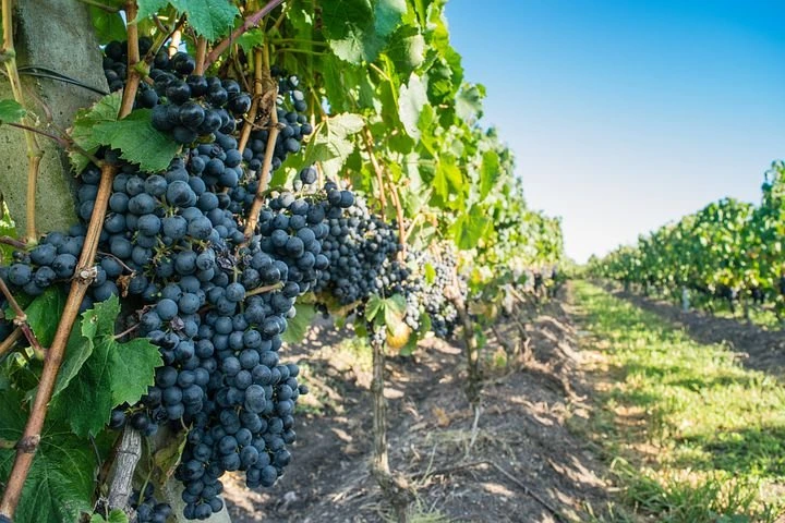 Sklizeň hroznů na vinici v roce 2025.
