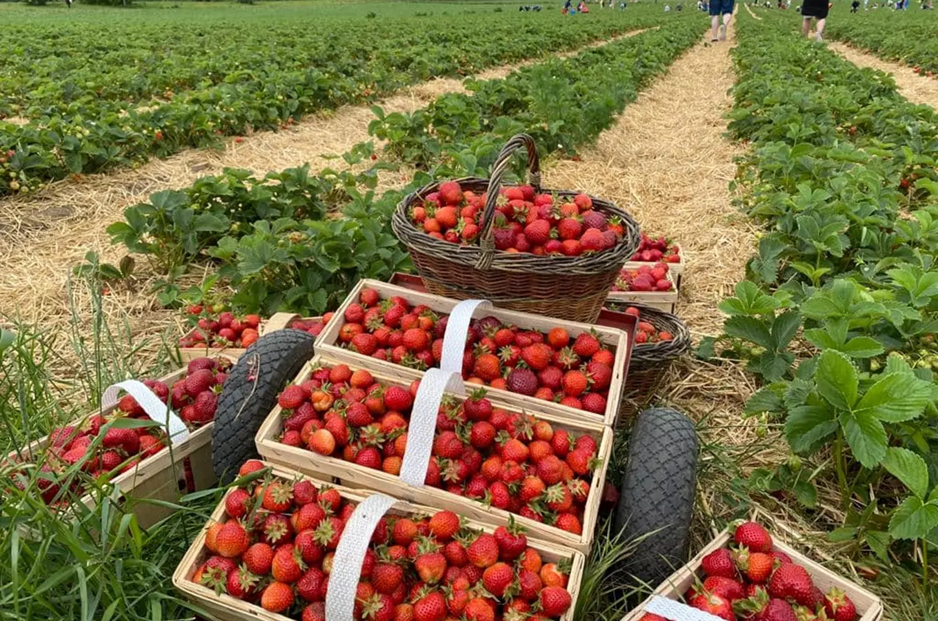 Kolečka plná jahod mezi řadami rostlin na farmě.