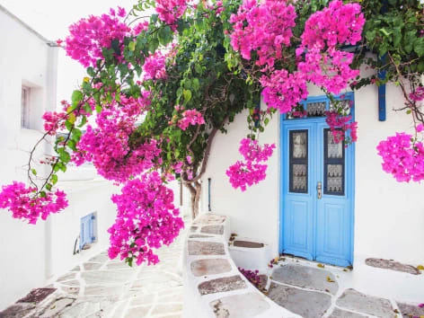 Bougainvillea plant in garden