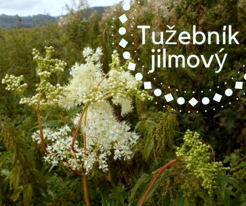 Květy tužebníku jilmového rostoucího venku na pozadí zelené přírody.