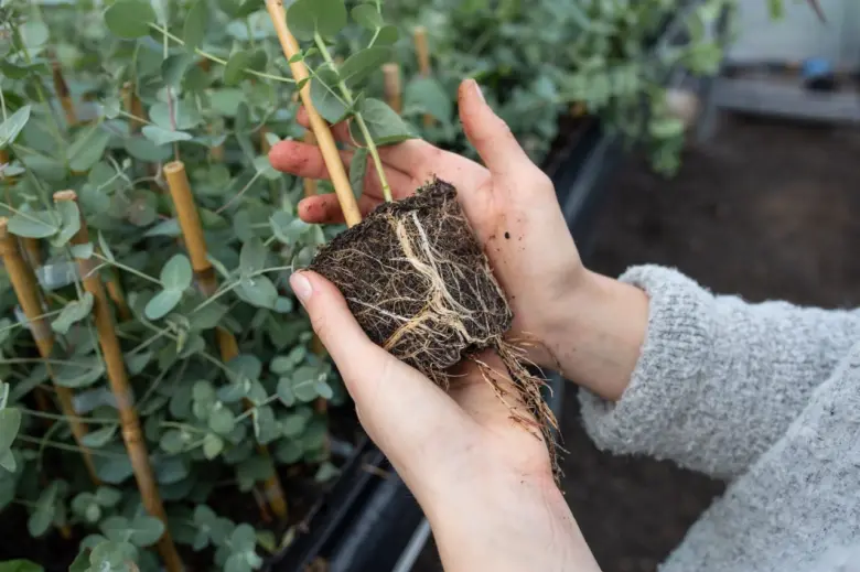Rostlina eukalyptu s kořeny v rukou při pěstování