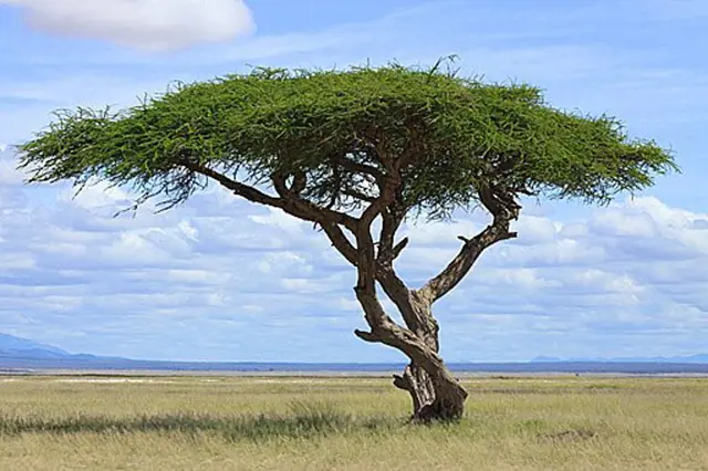 Samotná akácie roste na africké savaně pod modrou oblohou.