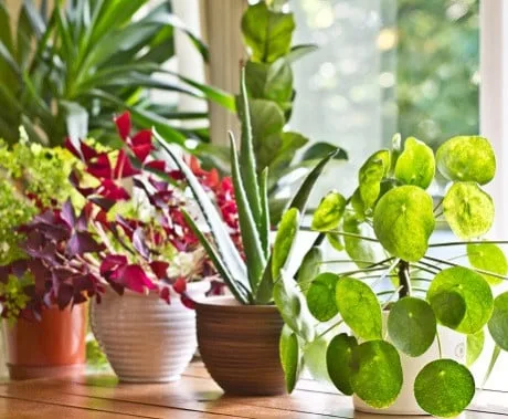 Potted houseplants on windowsill