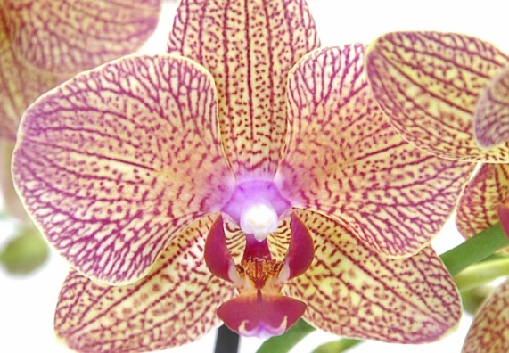 Rozkvetlá fialová orchidej s žlutými skvrnami na lístcích.