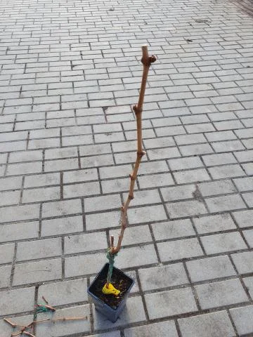 Mladá vinná réva s očkováním pěstovaná ve květináč na dlažbě.