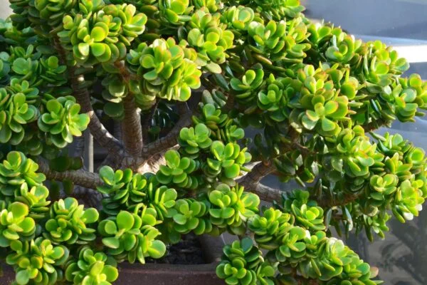 Tlustice (Crassula ovata) pěstovaná jako bonsai v domácnosti.