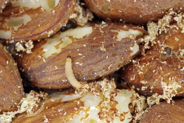 Bílá larva v ořechu s potravinovým škůdcem na kuchyňském stole.