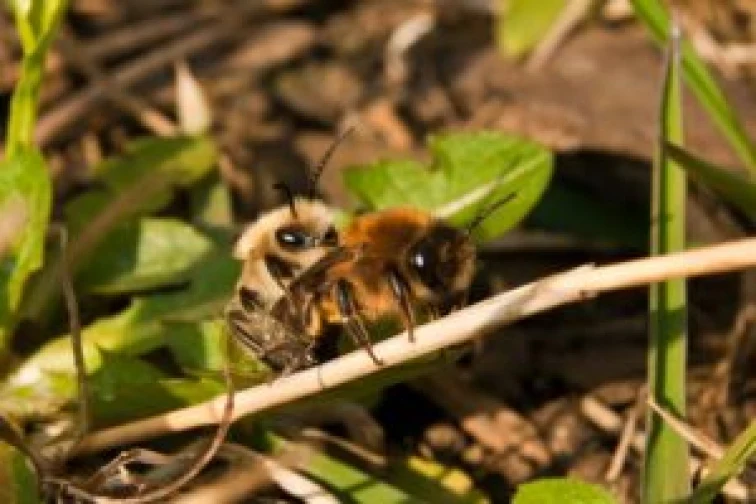 Solitary bees mating