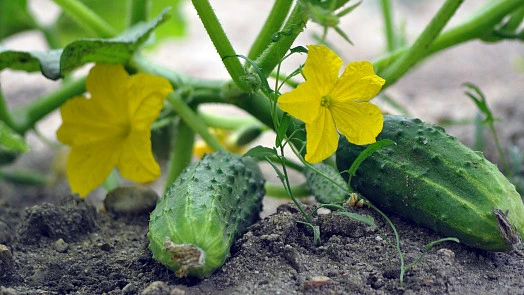 Cucumbers and flowers