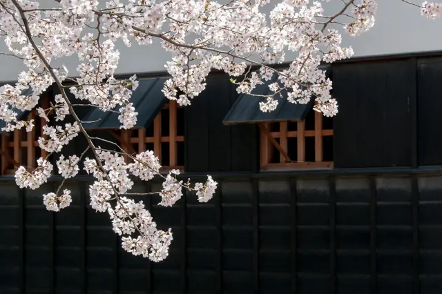 Převislé větve kvetoucí japonské sakury nad tmavým dřevěným plotem.