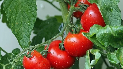 Čerstvá rajčata rostoucí na keři před zavařováním.