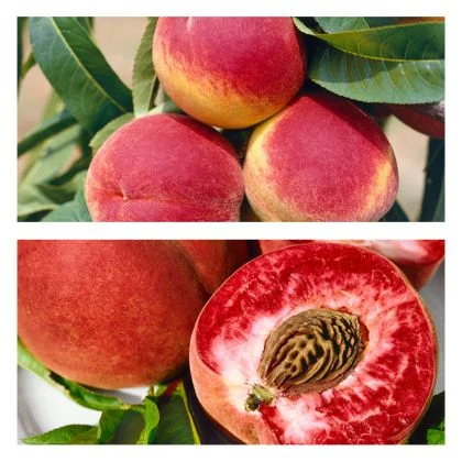 Peaches on tree and cut open