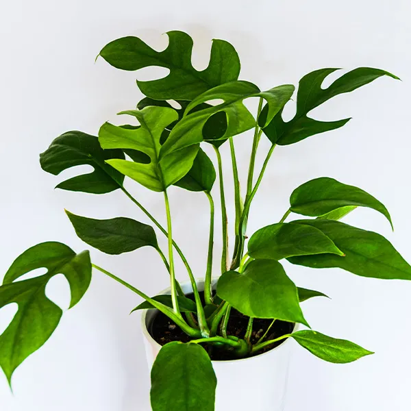Zdravá rostlina Monstera v bílé květináč s charakteristickými listy.