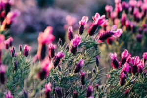 Lavender field flowers