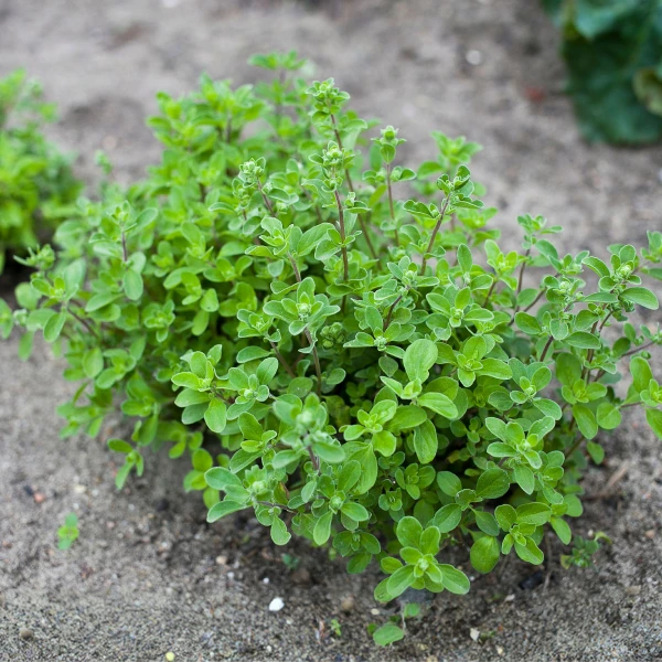 Growing oregano plant