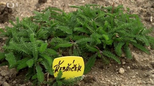 Kontryhel plant in soil