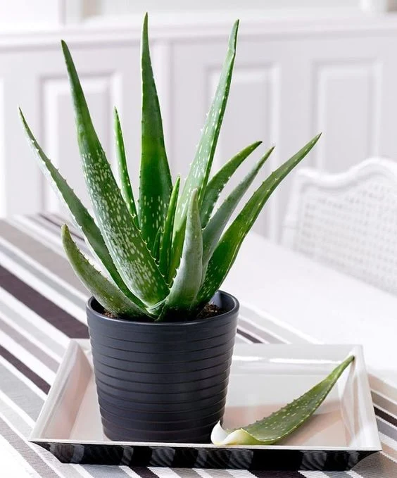 Kus aloe v hrnci s listem na podnose pro pěstování