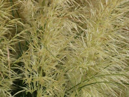 Pampas grass in pot