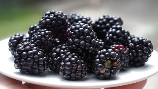 Blackberries on plate
